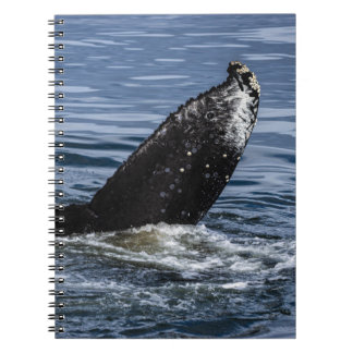 Cuaderno Cierre de cola de ballena jorobada - Fotografía de