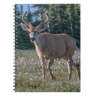Cuaderno Ciervo de cola negra   Parque Nacional Olímpico
