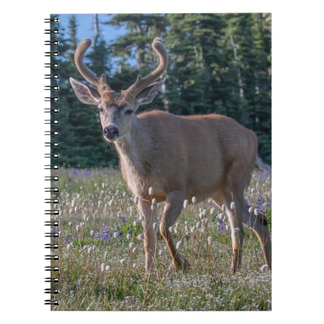 Cuaderno Ciervo de cola negra | Parque Nacional Olímpico (Frente)