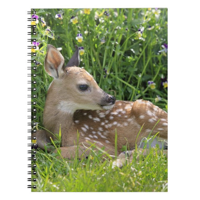 Cuaderno ciervos Blanco-atados (virginianus del Odocoileus) (Frente)