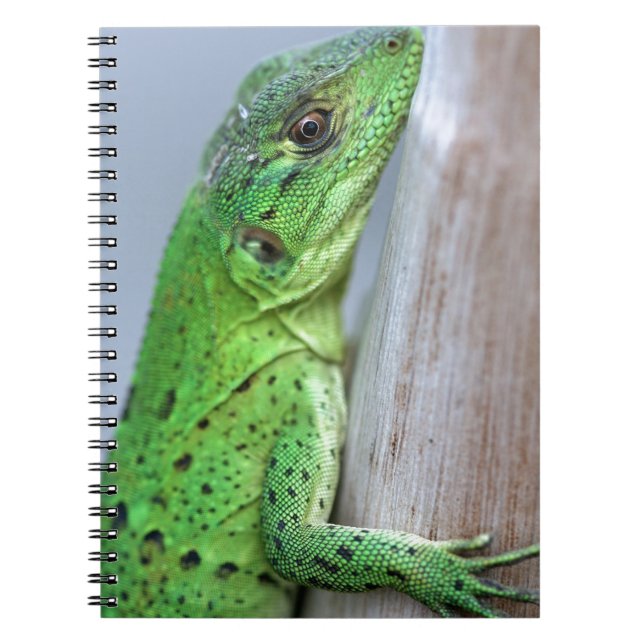Cuaderno Cigüeña verde bebé (Frente)