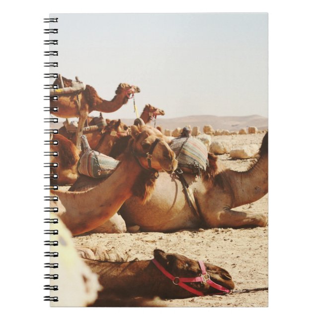 CUADERNO CINCO CAMELLOS SOBRE EL TERRENO (Frente)