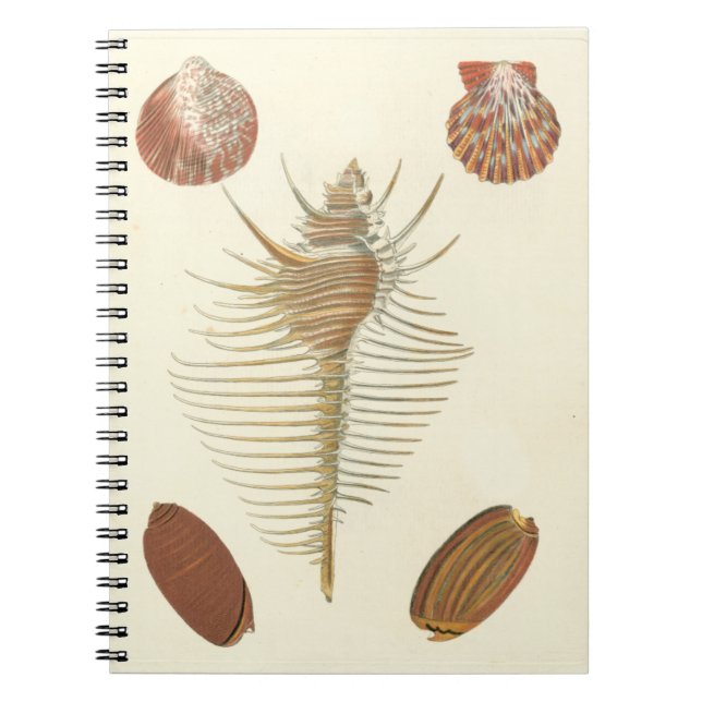 Cuaderno Cinco de una especie de conchas marinas (Frente)