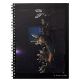 Cuaderno Cine de conejo