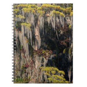 Cuaderno Ciprés de estanque en pantano inundado