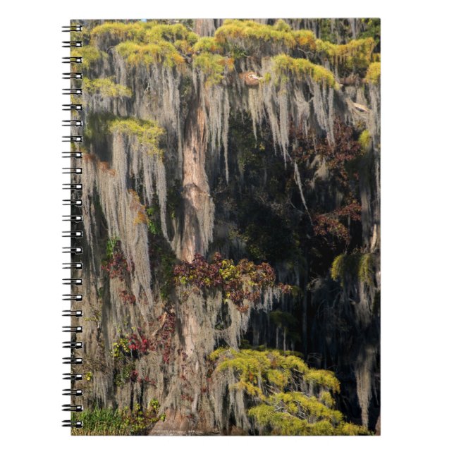 Cuaderno Ciprés de estanque en pantano inundado (Frente)