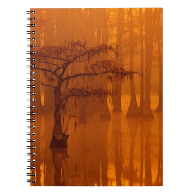 Cuaderno Cipreses | Parque Estatal George Smith (Frente)