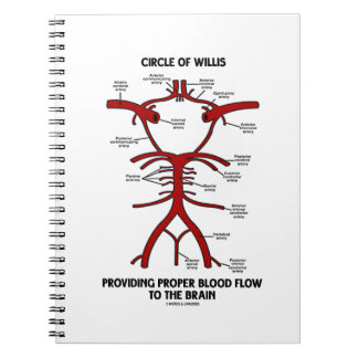 Cuaderno Círculo De Willis Que Provee Un Cerebro De Flujo S