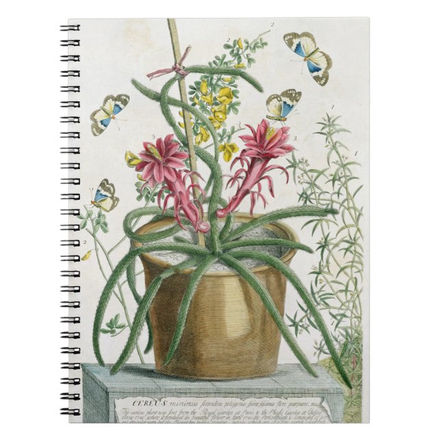 Cuaderno Cirio Minimus, c.1745 (litho coloreado) (Frente)