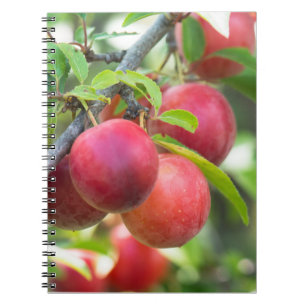 Cuaderno Ciruela de cerezo en rama