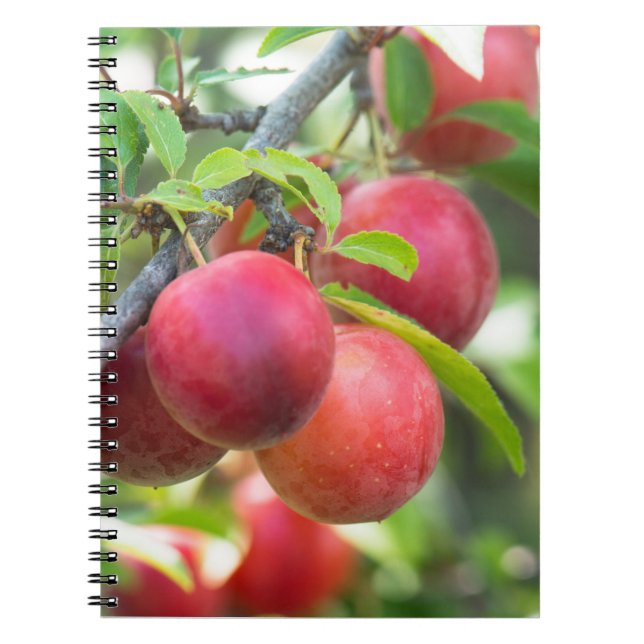 Cuaderno Ciruela de cerezo en rama (Frente)