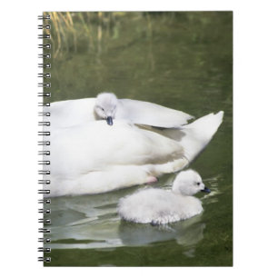 Cuaderno Cisne de cuello negro adulto y crías en el agua.