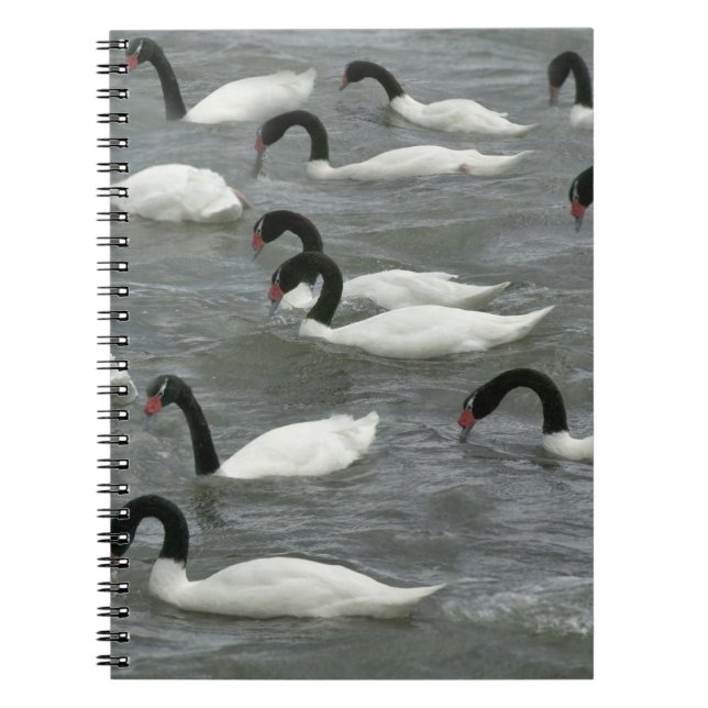Cuaderno Cisnes de cuello negro (Cygnus melancoryphus) (Frente)
