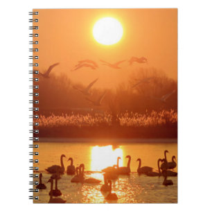 Cuaderno Cisnes en el lago Sunset