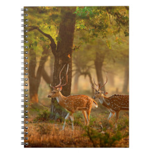 Cuaderno Cital o fetal, eje del eje, ciervos o axi detectad