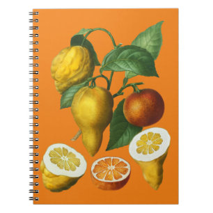 CUADERNO CITRUS FRUIT