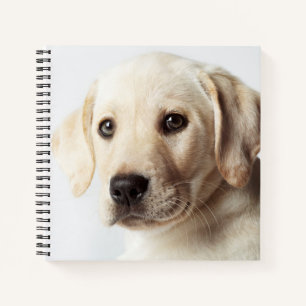 Cuaderno Clausura de los Cachorros del Labrador Dorado