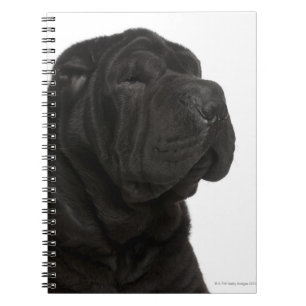 Cuaderno Clausura de Shar Pei (1 año de edad)