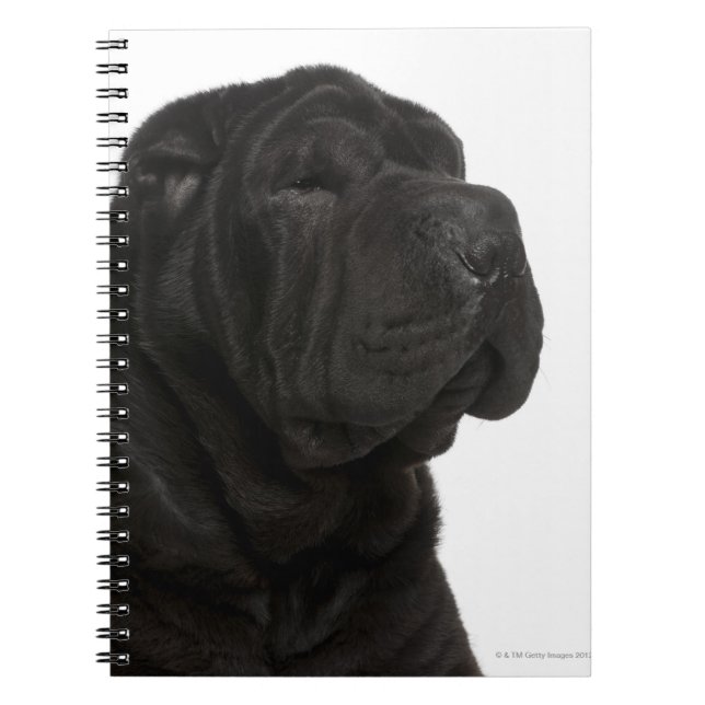 Cuaderno Clausura de Shar Pei (1 año de edad) (Frente)