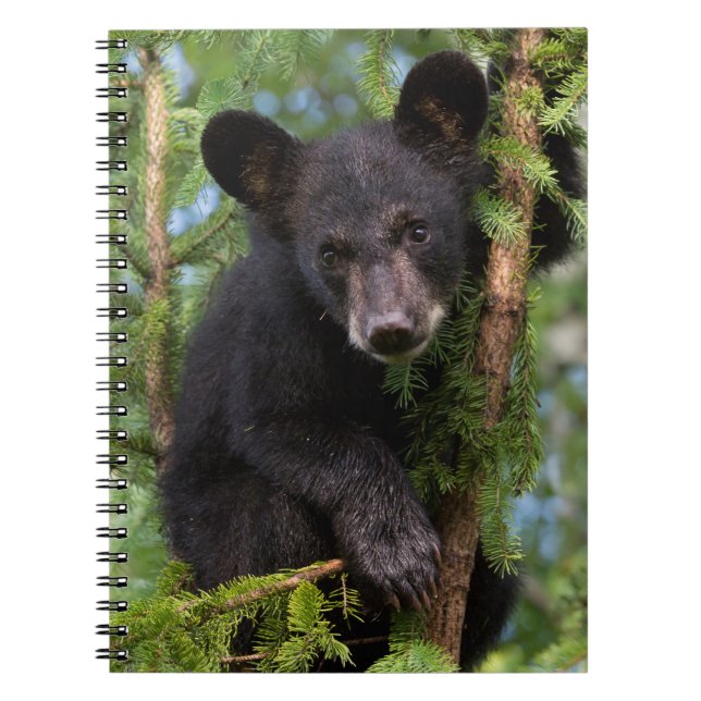 Cuaderno Club de oso negro jugando en árboles (Frente)