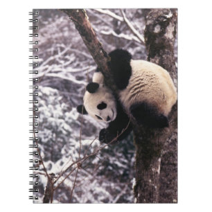 Cuaderno Club Panda jugando en un árbol cubierto de nieve,