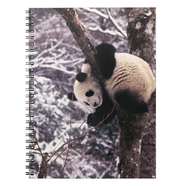 Cuaderno Club Panda jugando en un árbol cubierto de nieve, (Frente)