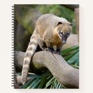 Cuaderno Coati con cola de anillo en una sucursal