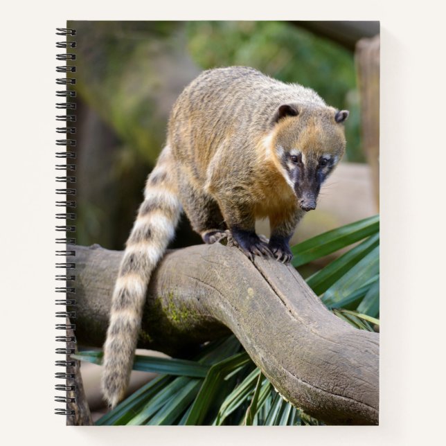 Cuaderno Coati con cola de anillo en una sucursal (Anverso)