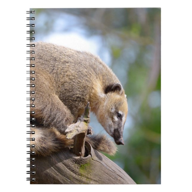 Cuaderno Coati sudamericana en la sucursal Postcard Orna Me (Frente)