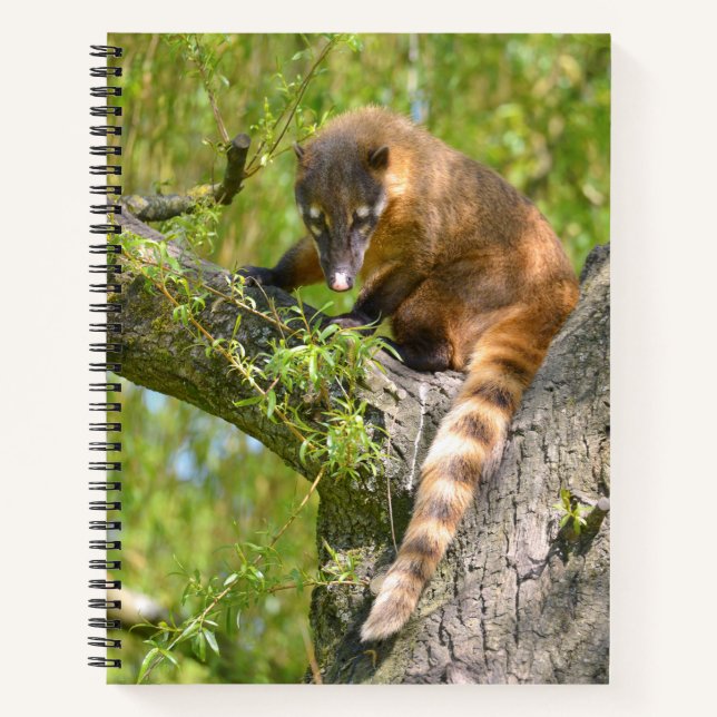 Cuaderno Coati sudamericana en rama (Anverso)