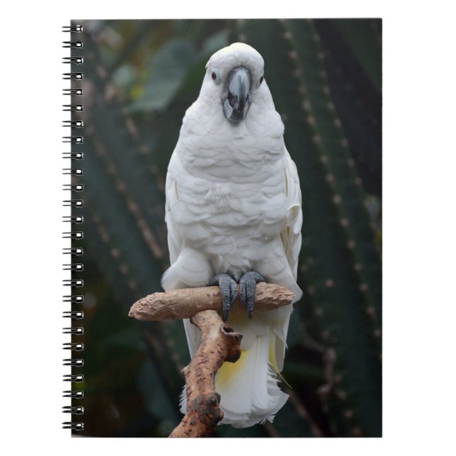 Cuaderno Cocatina blanca (Frente)