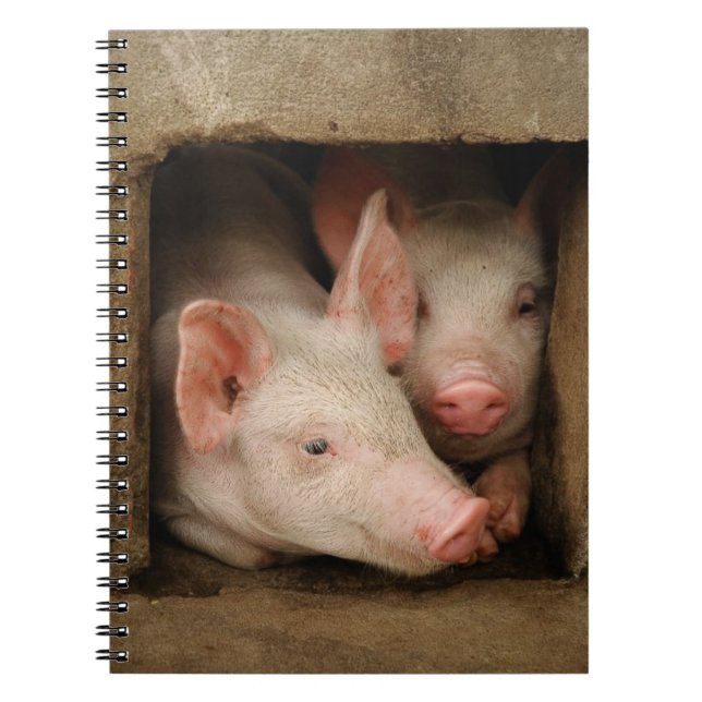 Cuaderno Cochinillos curiosos (Frente)