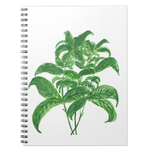 Cuaderno Cocina verde hierbas botánicas Basil
