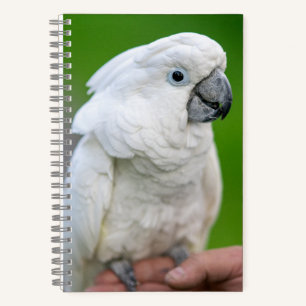 Cuaderno Cocinería blanca, loro paraguas, loro