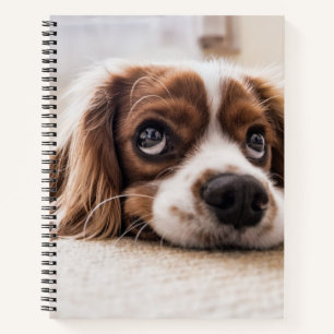 Cuaderno Cocker Spaniel Dog de ojos tristes