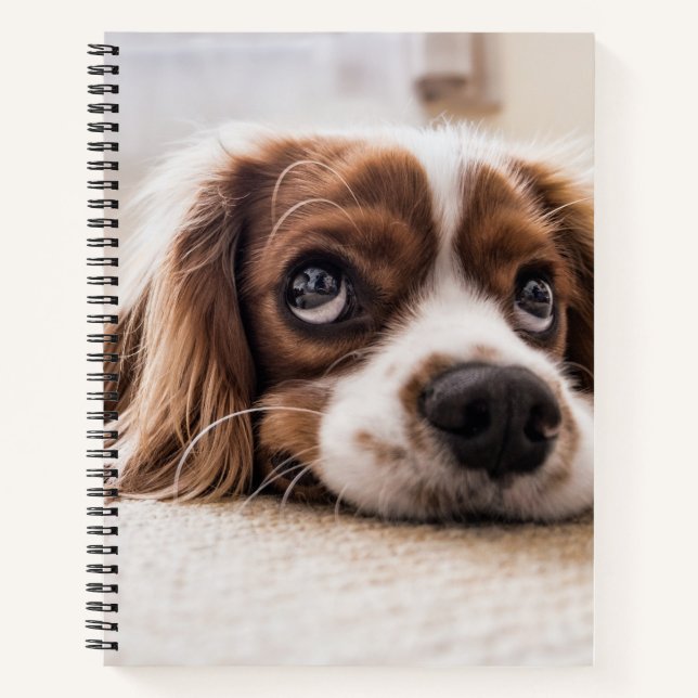 Cuaderno Cocker Spaniel Dog de ojos tristes (Anverso)