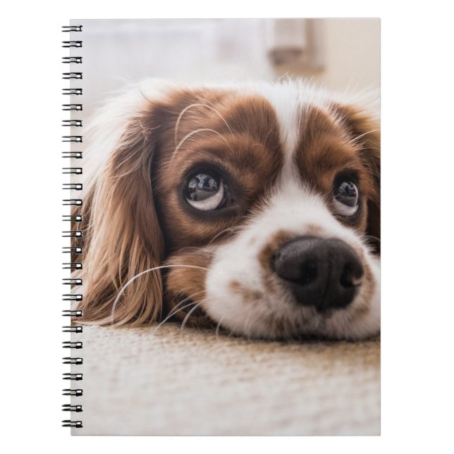 Cuaderno Cocker Spaniel Dog de ojos tristes (Frente)