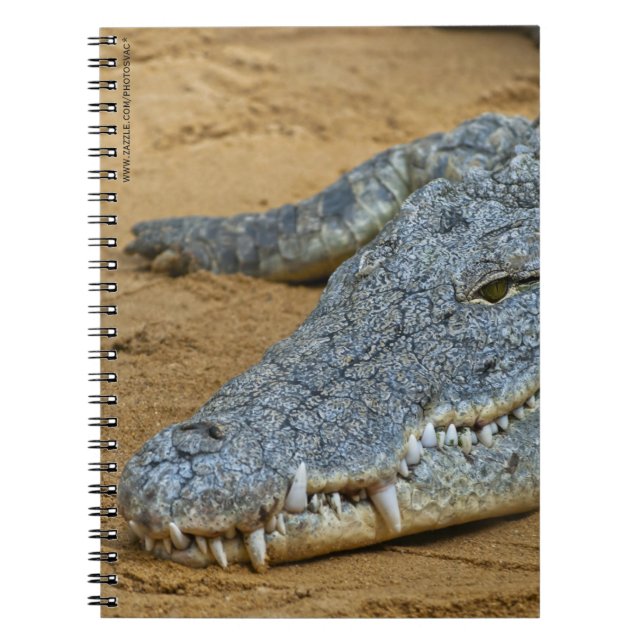 Cuaderno Cocodrilo (Frente)