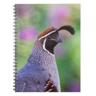 Cuaderno Codorniz colorida