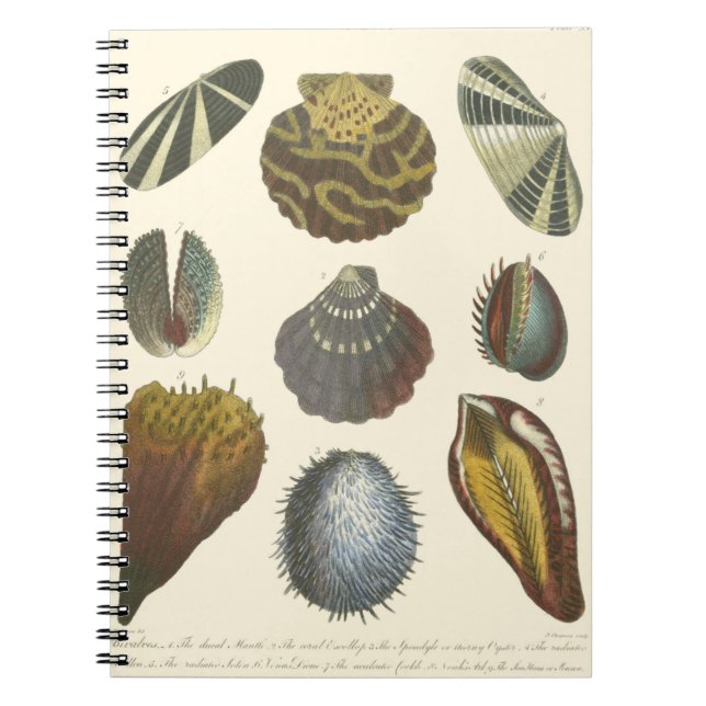 Cuaderno Colección de Conchología (Frente)