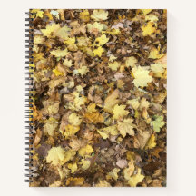 Colección de hojas amarillas de otoño