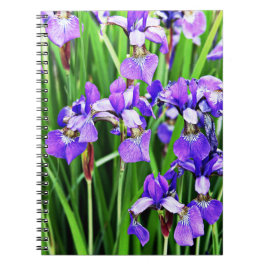 Cuaderno Colección Iris