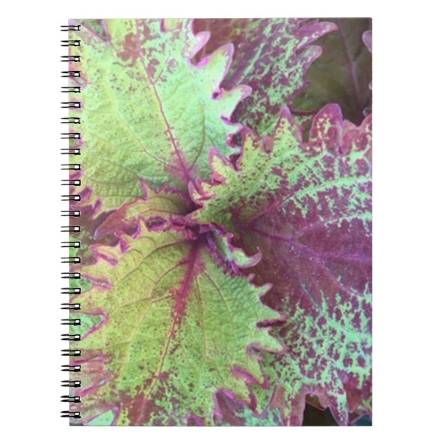 Cuaderno Coleus (Frente)