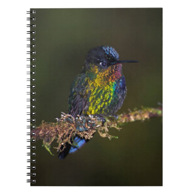 Cuaderno Colibrí (Frente)