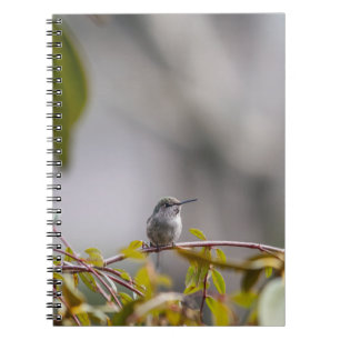 Cuaderno Colibrí 3346