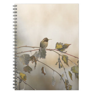 Cuaderno Colibrí 5265