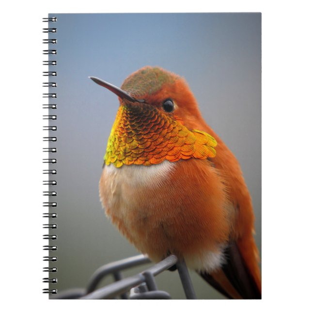 Cuaderno colibrí, ave, animal (Frente)