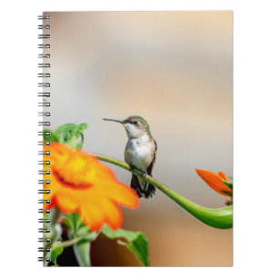 Cuaderno Colibrí en una planta floreciente