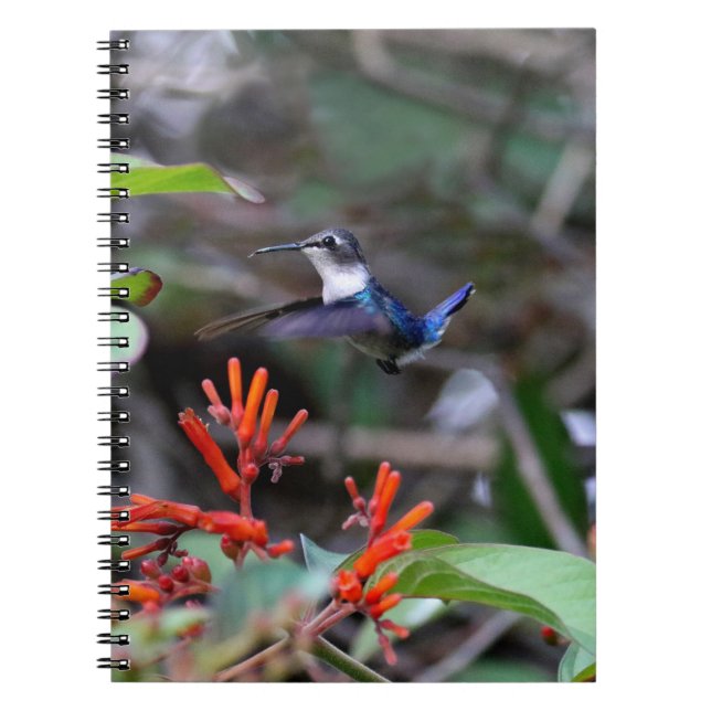 Cuaderno Colibrí en vuelo y flores rojas (Frente)