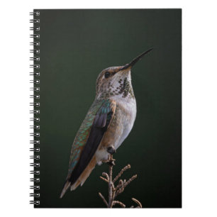 Cuaderno Colibrí encaramado en una rama - Fotografía de páj